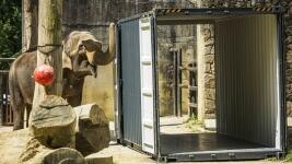 slon transportbalaZOO3